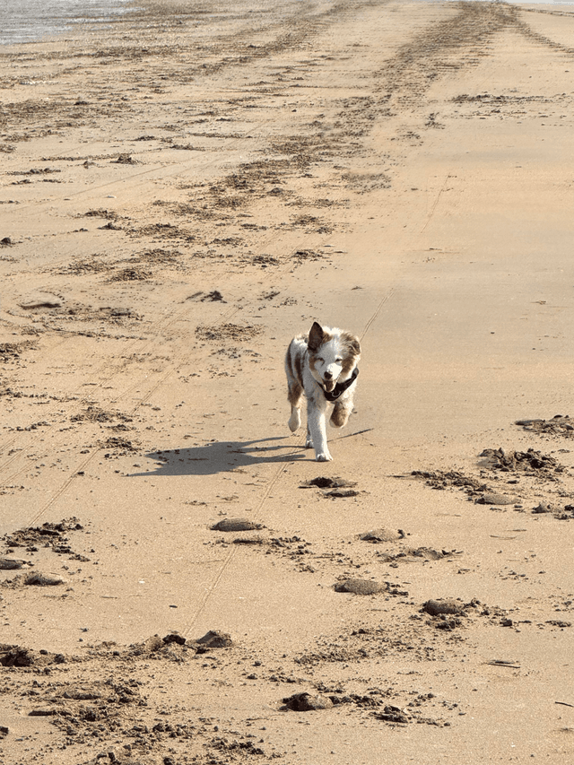 Mon chien
